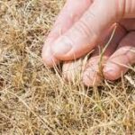 Understanding and Preventing Grass Dying in the Heat