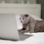 Best YouTube Channels for Your Cat